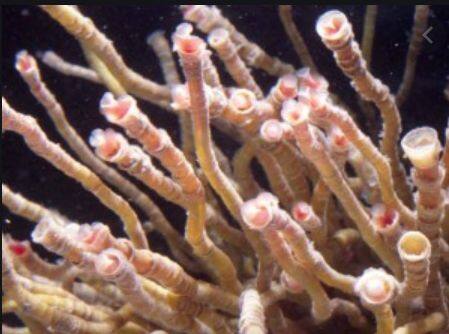 �T�c�}�n�I�����V