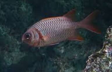 �Z�O���}�c�J�T