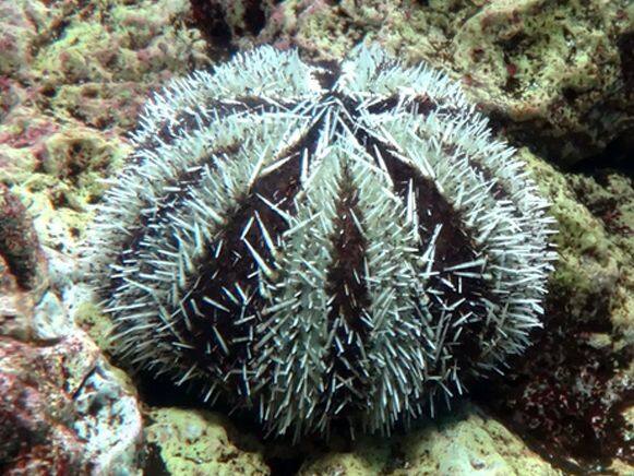 �V���q�Q�E�j