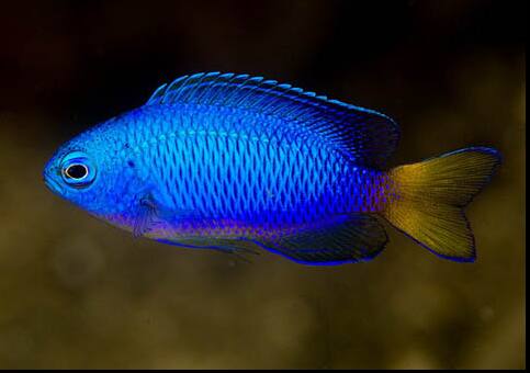 �\���X�Y���_�C