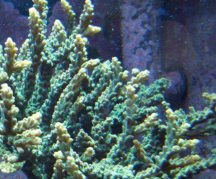 �X�M�m�L�~�h���C�V