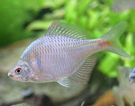 �^�C���N�o���^�i�S