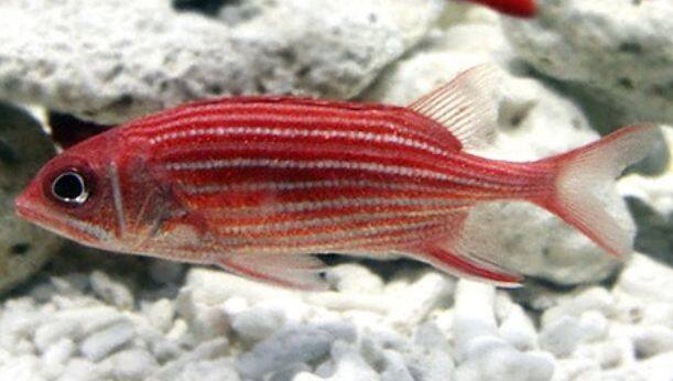 �e���G�r�X