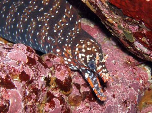 �g���E�c�{