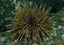 �c�}�W���i�K�E�j