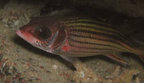 �E�P�O�`�C�b�g�E�_�C