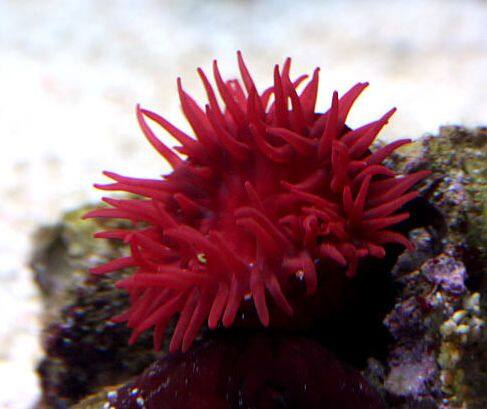 �E���{�V�C�\�M���`���N