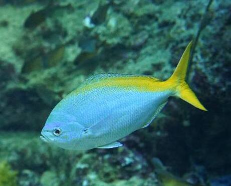 �����E���C��