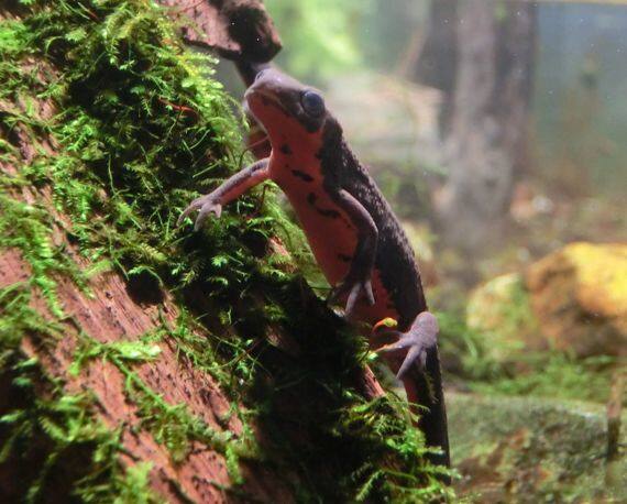 アカハライモリ