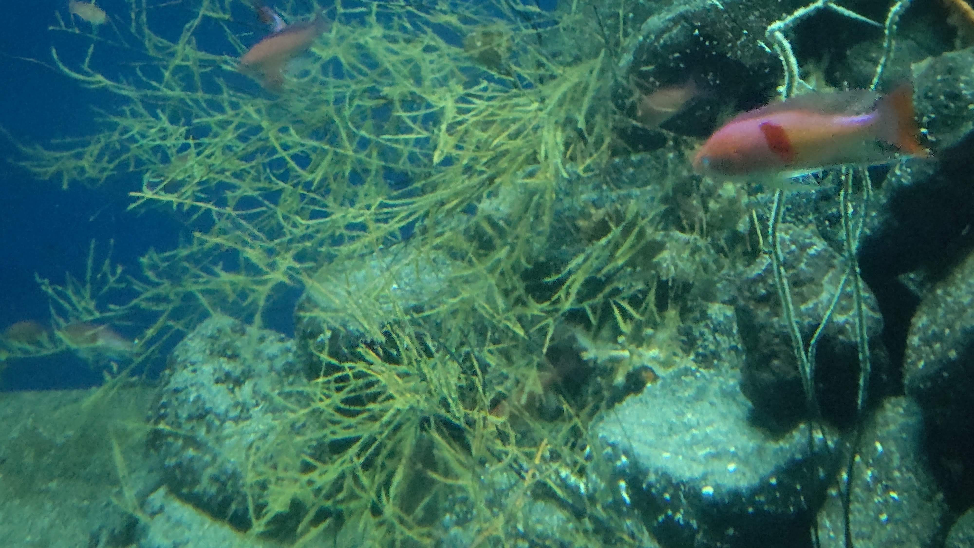 オドリカラマツ