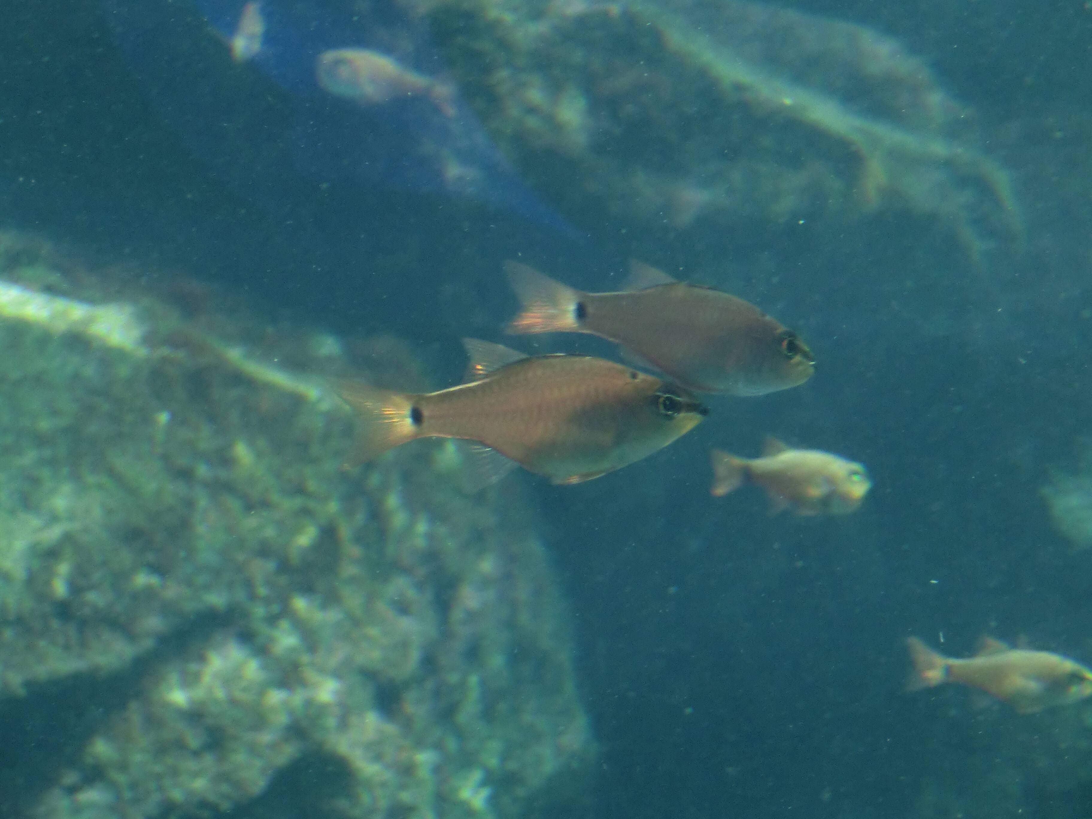 クロホシイシモチ