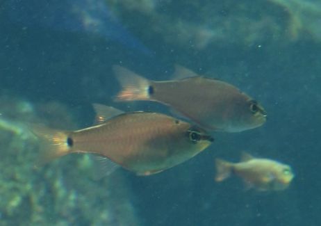 クロホシイシモチ