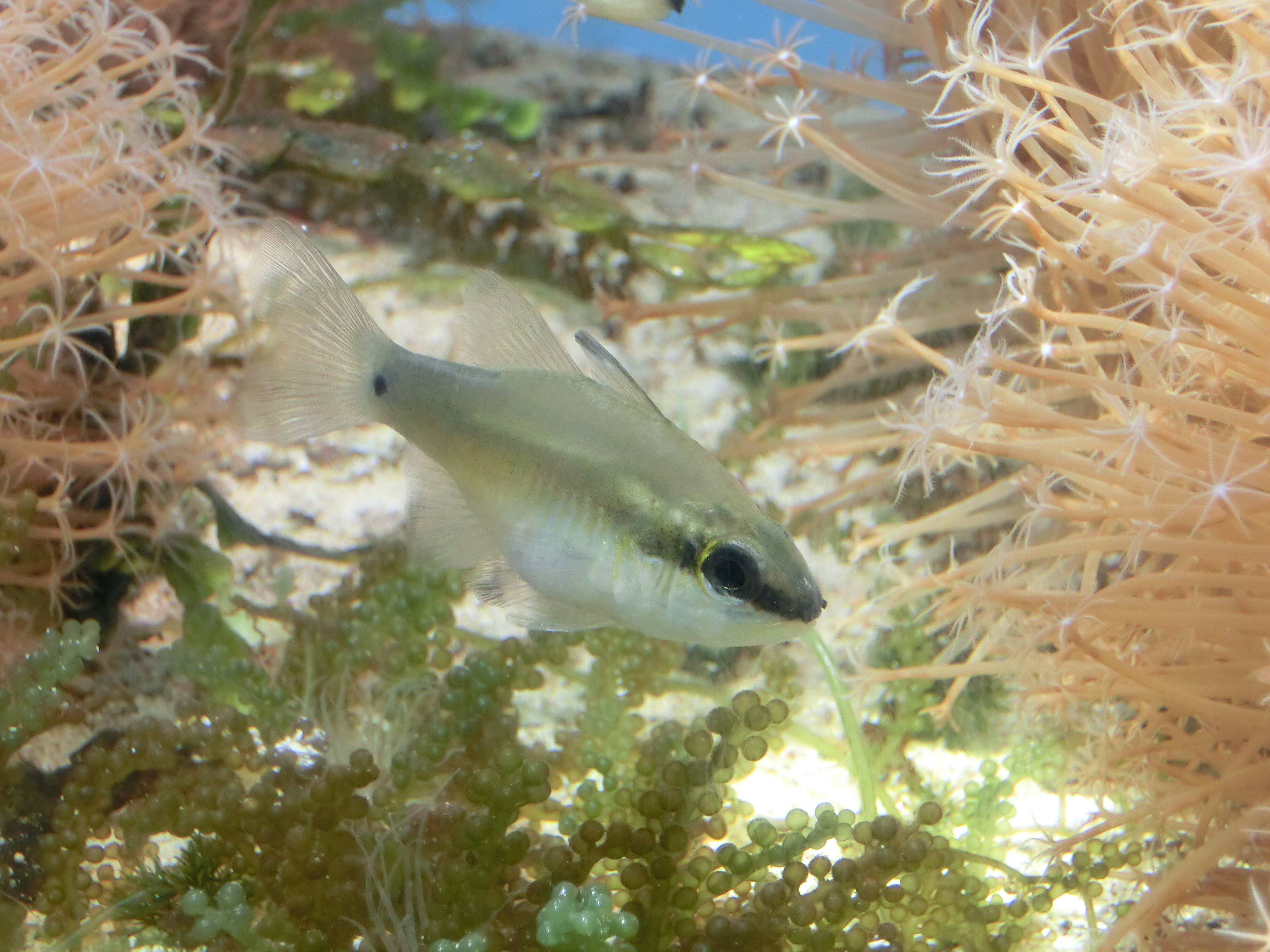 サンギルイシモチ