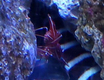 スザクサクラエビ