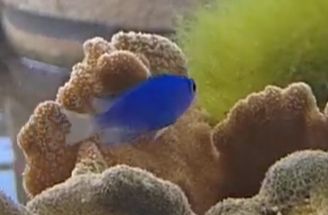 ソラスズメダイ