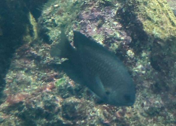 ナガサキスズメダイ