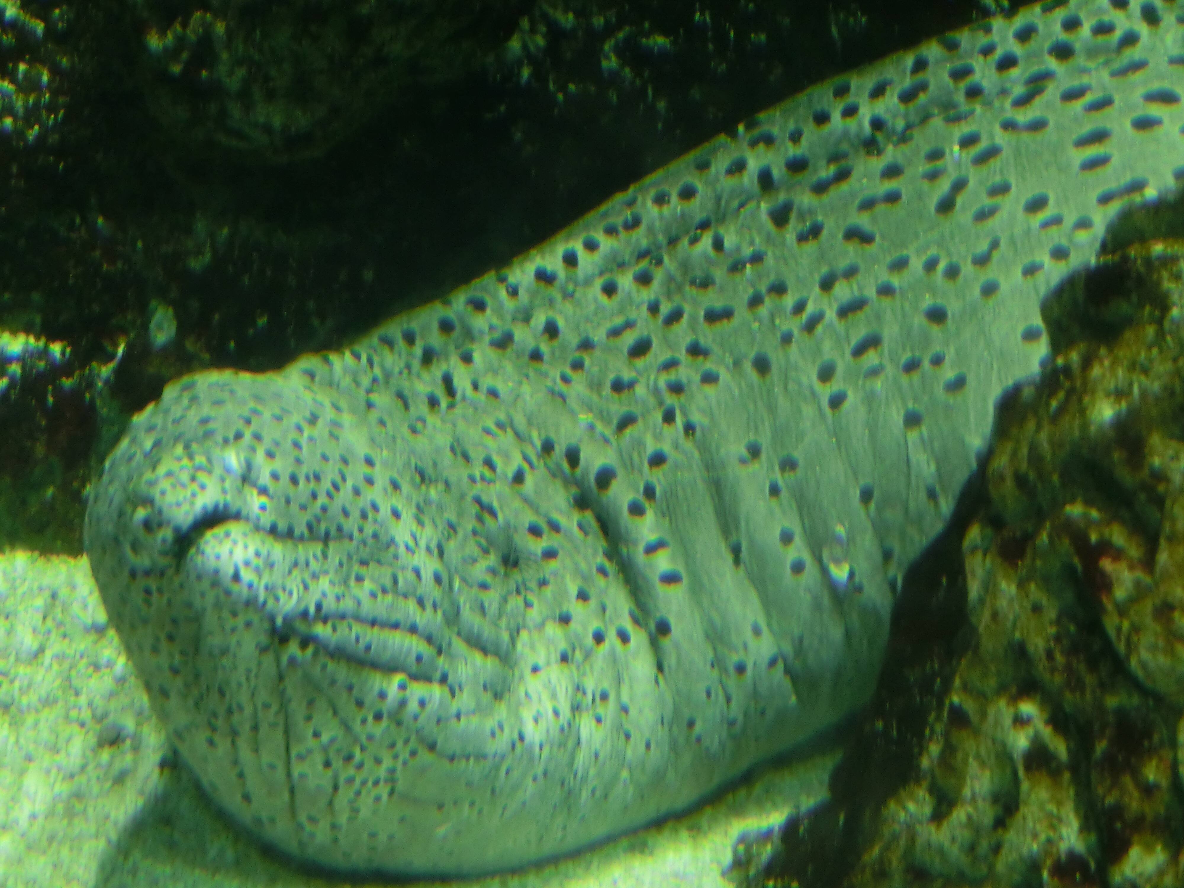 ニセゴイシウツボ