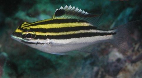 フタスジタマガシラ幼魚