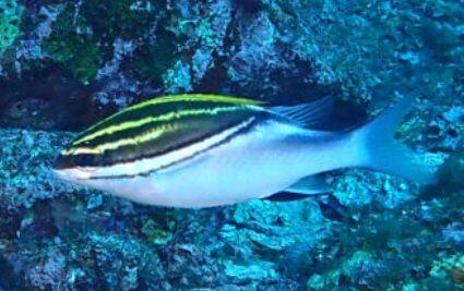 フタスジタマガシラ成魚