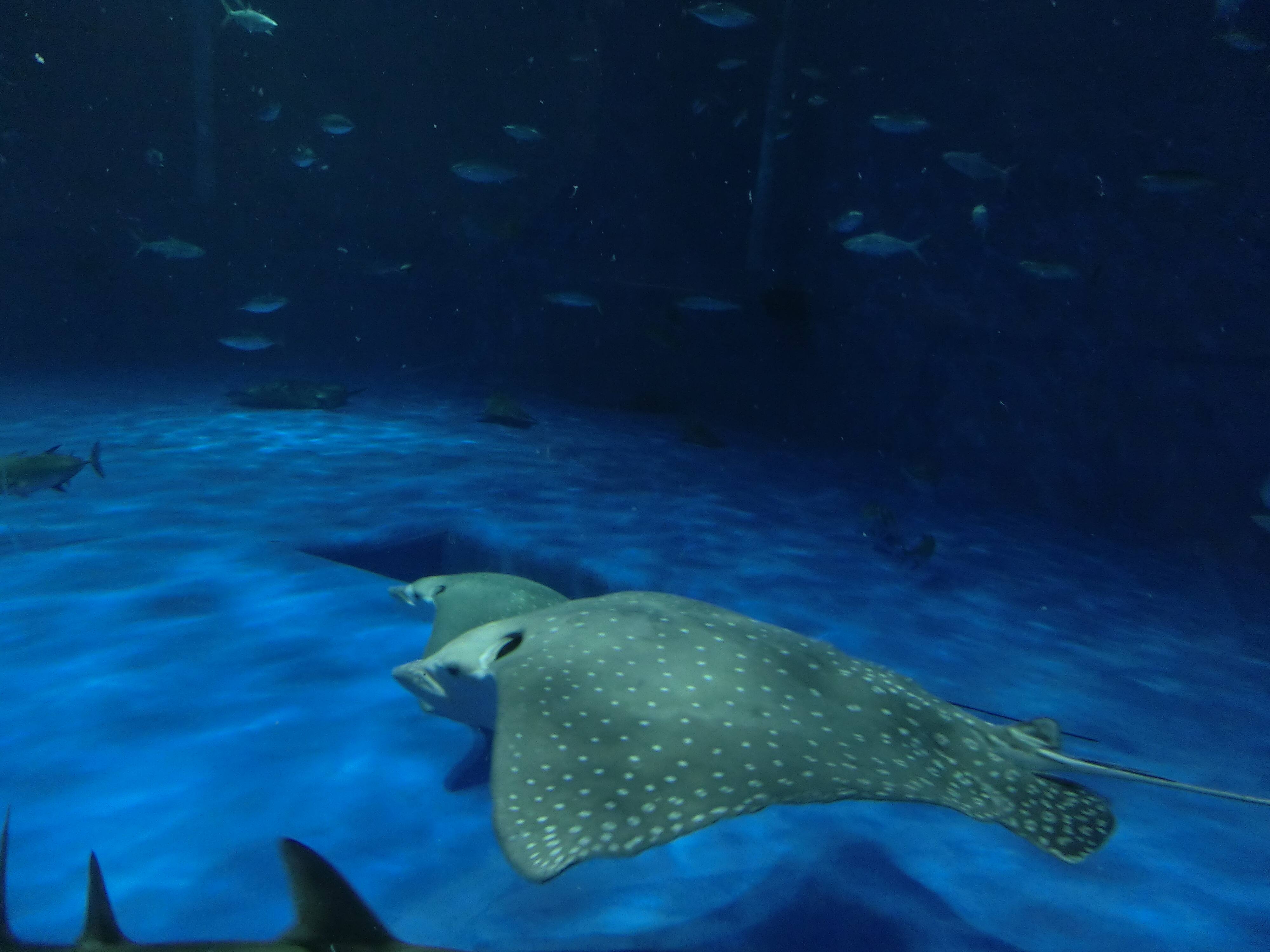 マダラトビエイ