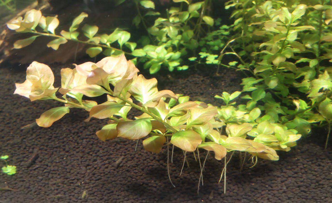 ミズユキノシタ