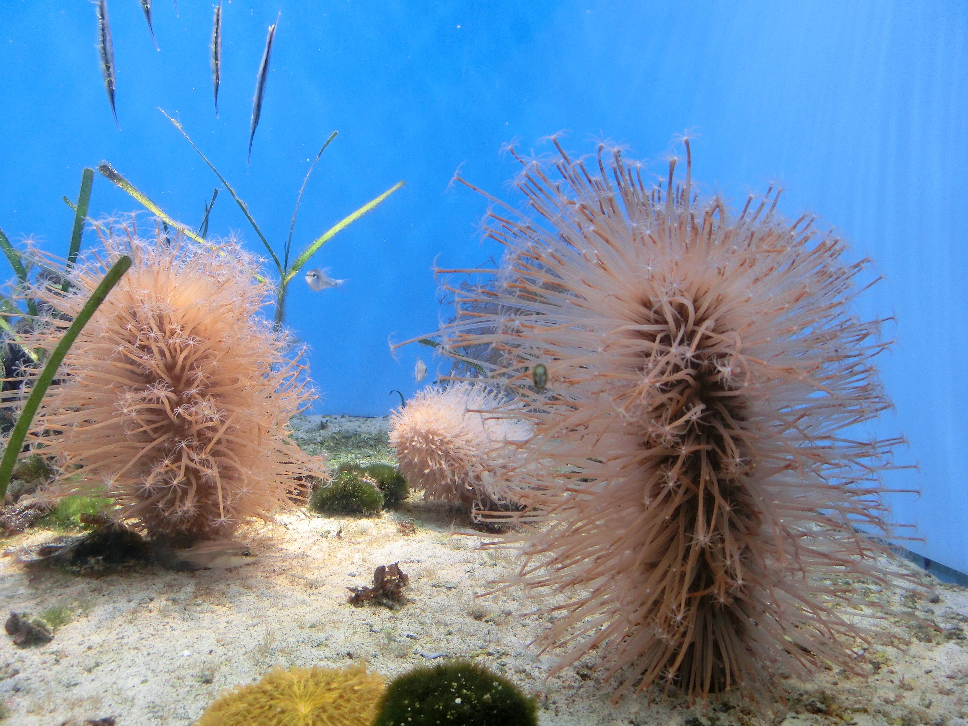 ミナミウミサボテン