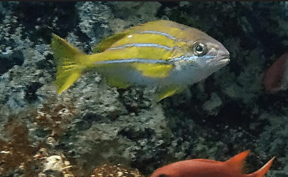 ヨスジフエダイ